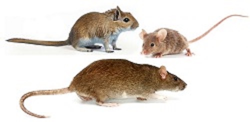 Destruction des Rats et des Souris : Une Lutte Indispensable