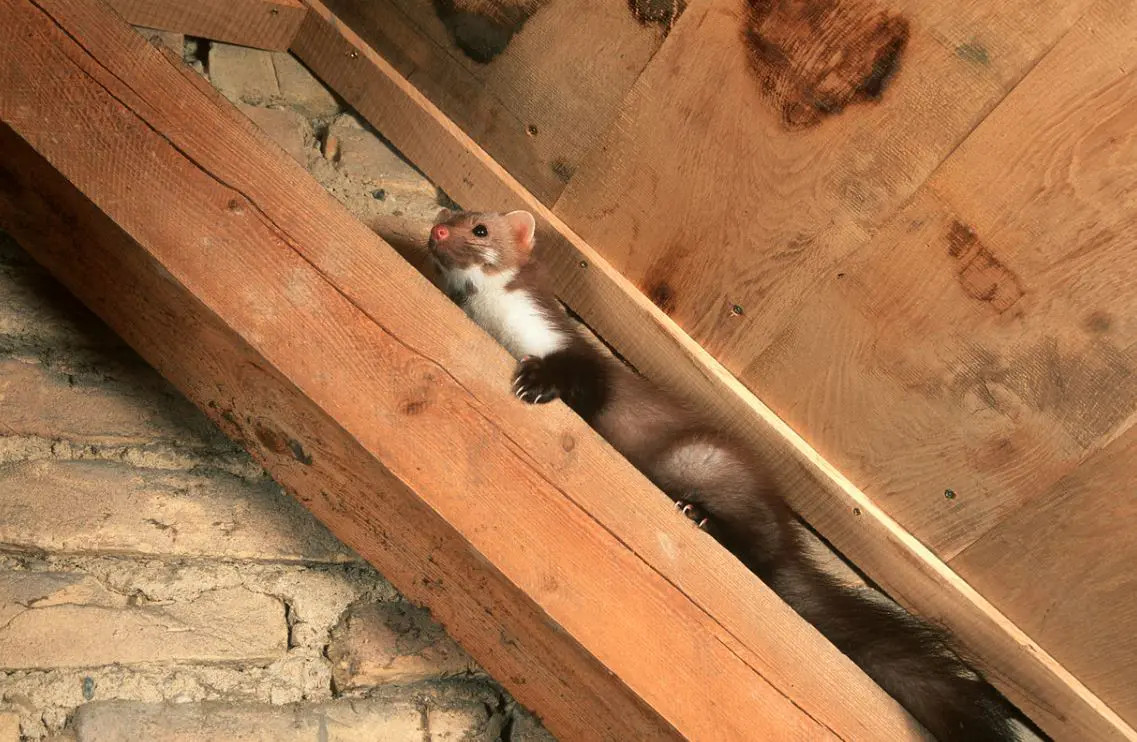 Destruction des Fouines : Piégeage et Répulsifs pour une Lutte Efficace