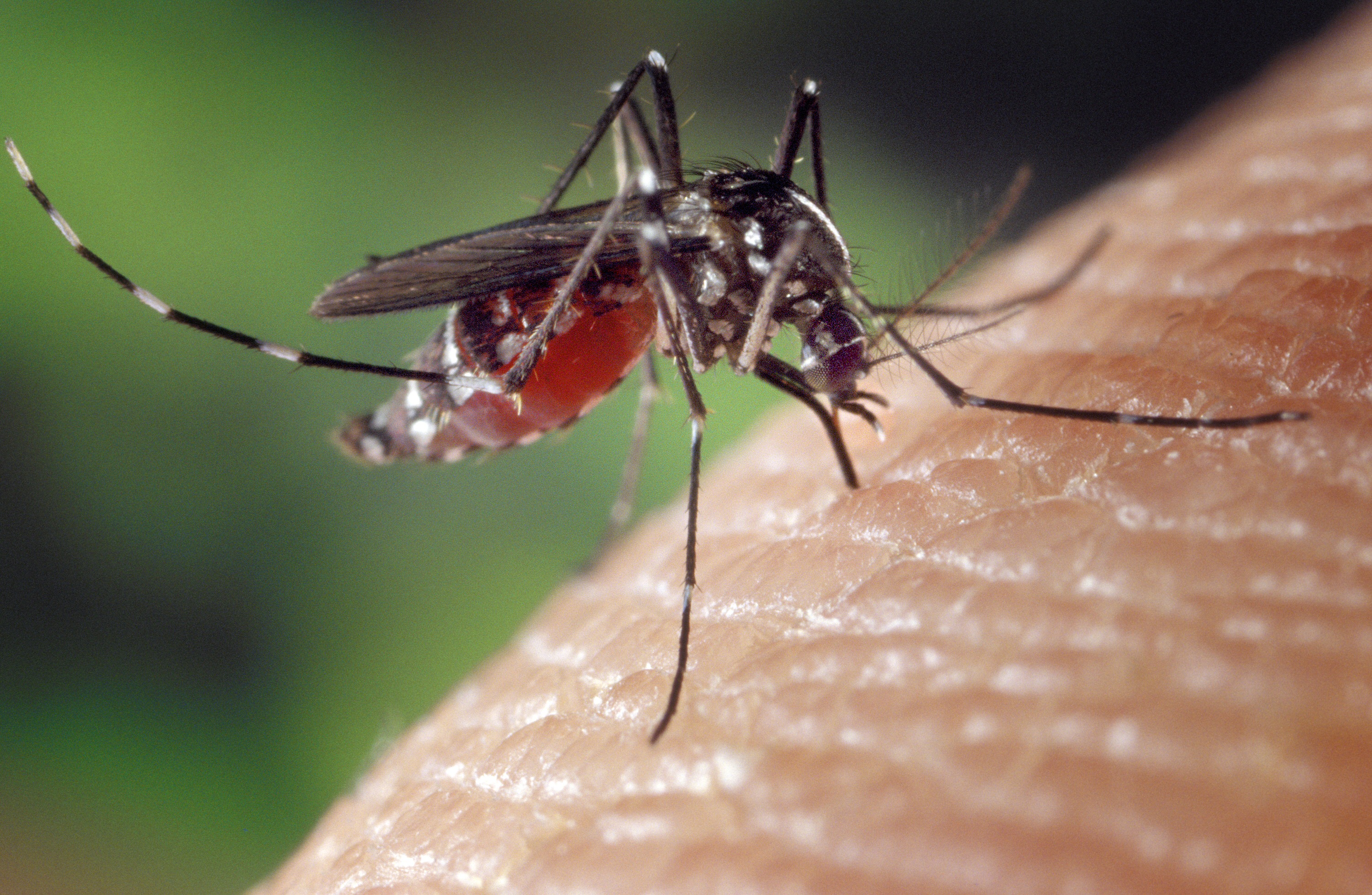 Lutte contre les Insectes Nuisibles : Protégez Votre Environnement