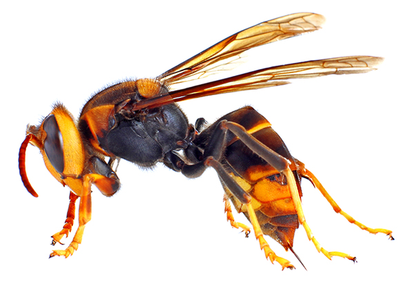 Destruction des Nids de Frelons Asiatiques
